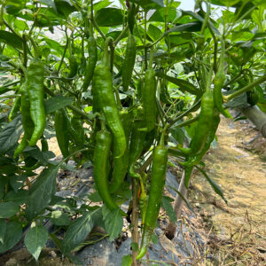 YuJiao5 Chilli Seed
