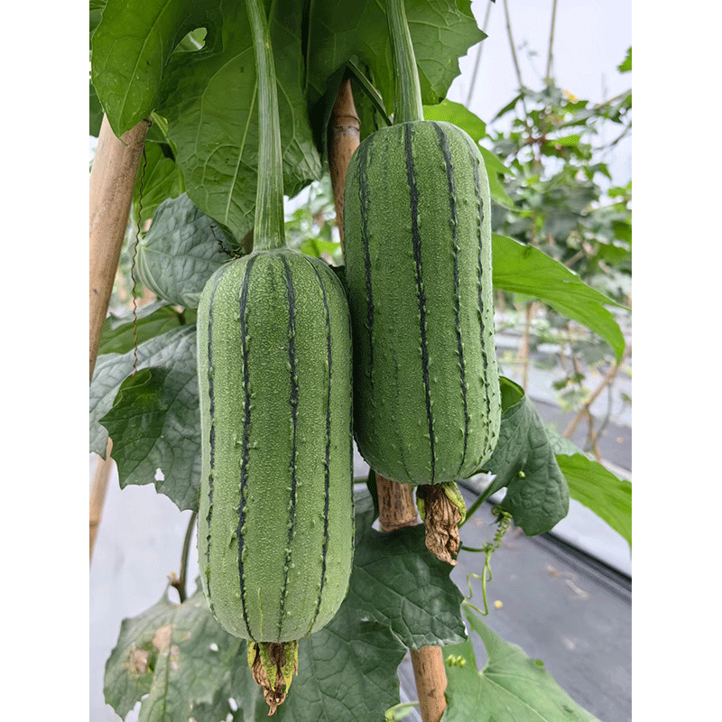 YuYanFeiCui Luffa Seed F1