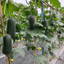 YuYanFeiCui Luffa Seed F1