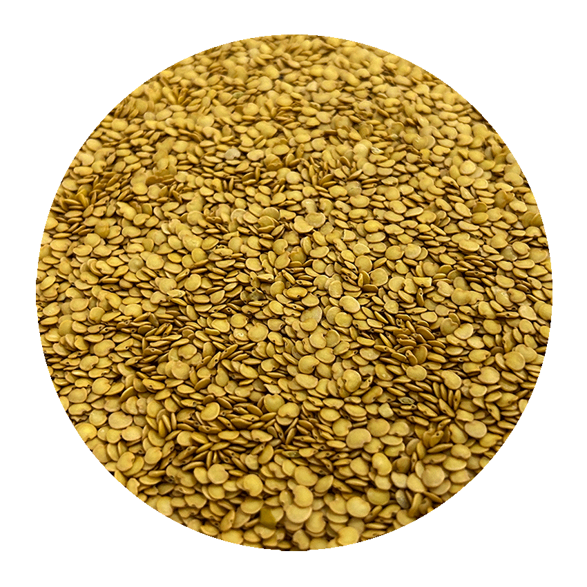 eggplant_seed