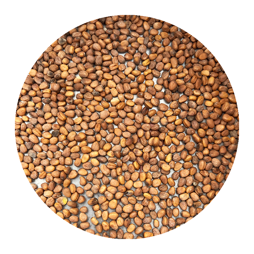 radish_seed