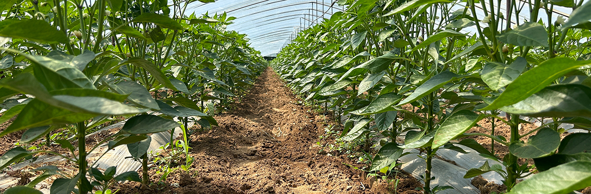 Sinocrop seed production service