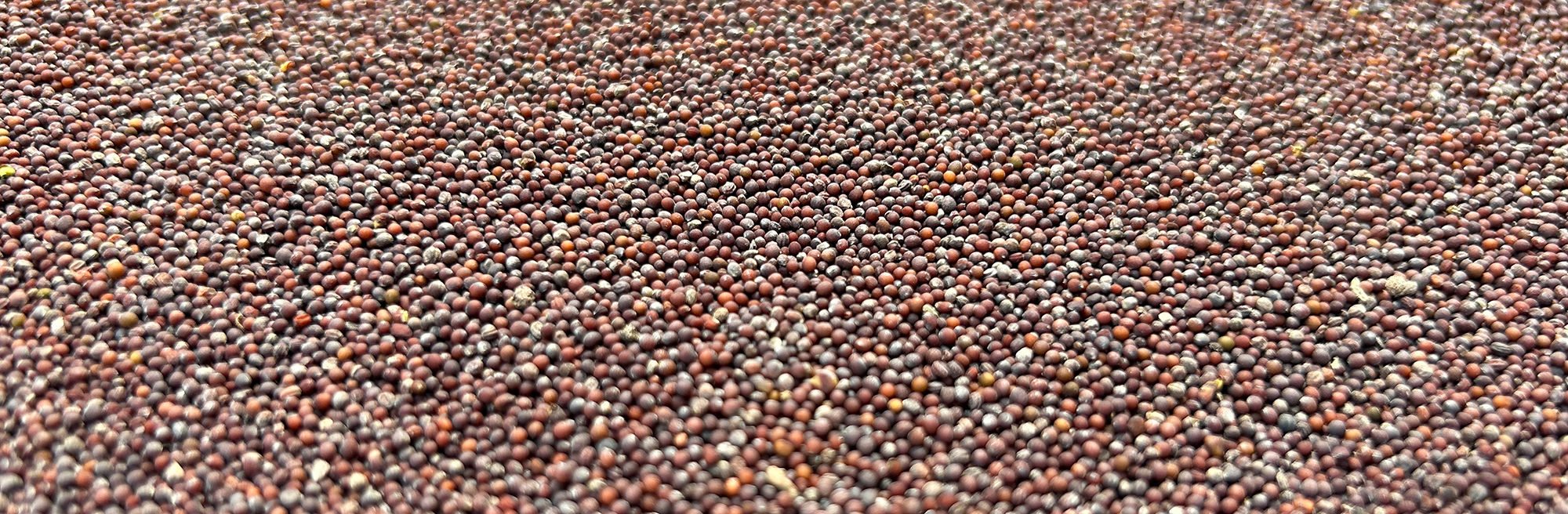 Sinocrop seeds