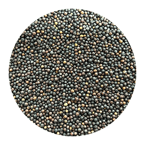 Canola-seeds