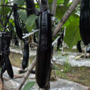 ChunQiuChangQie Eggplant Seed F1