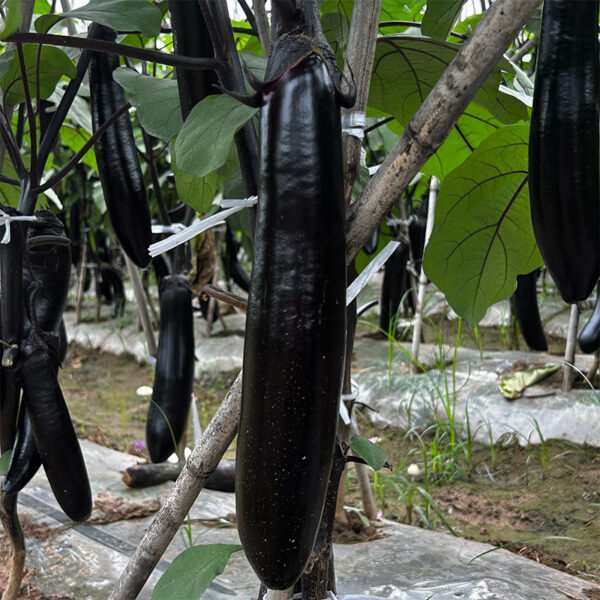 ChunQiuChangQie Eggplant Seed F1 - Image 2