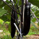 ChunQiuChangQie Eggplant Seed F1