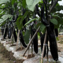 ChunQiuChangQie Eggplant Seed F1