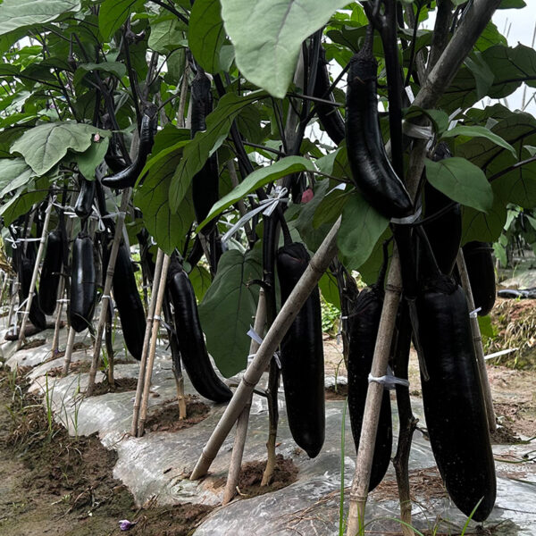 ChunQiuChangQie Eggplant Seed F1 - Image 3