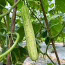 YanBai7 Cucumber Seed F1