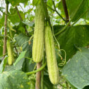 YanBai7 Cucumber Seed F1