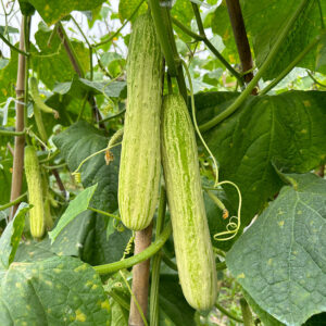 YanBai7 Cucumber Seed F1