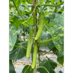 YanBai7 Cucumber Seed F1