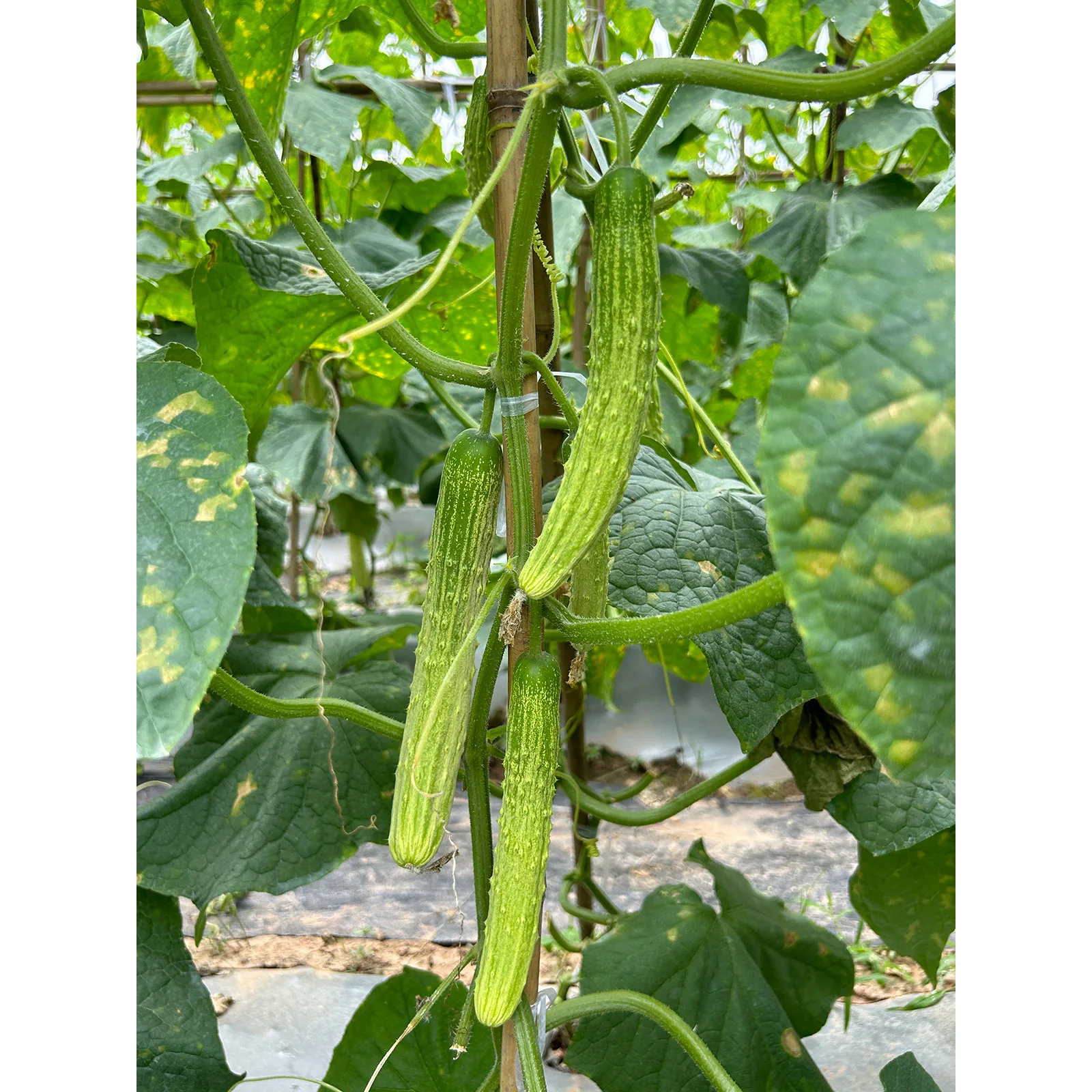 Yanbai7 Cucumber Seed F1 - Image 3
