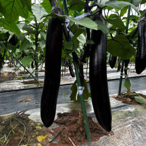 YuQie12 Eggplant Seed F1