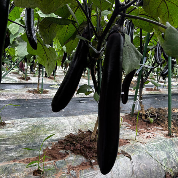 YuQie12 Eggplant Seed F1 - Image 2