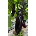 YuQie12 Eggplant Seed F1