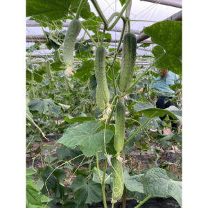 Xinyan036 Cucumber Seed F1