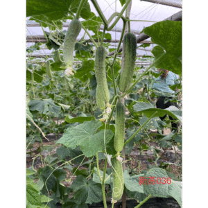Xinyan036 Cucumber Seed F1