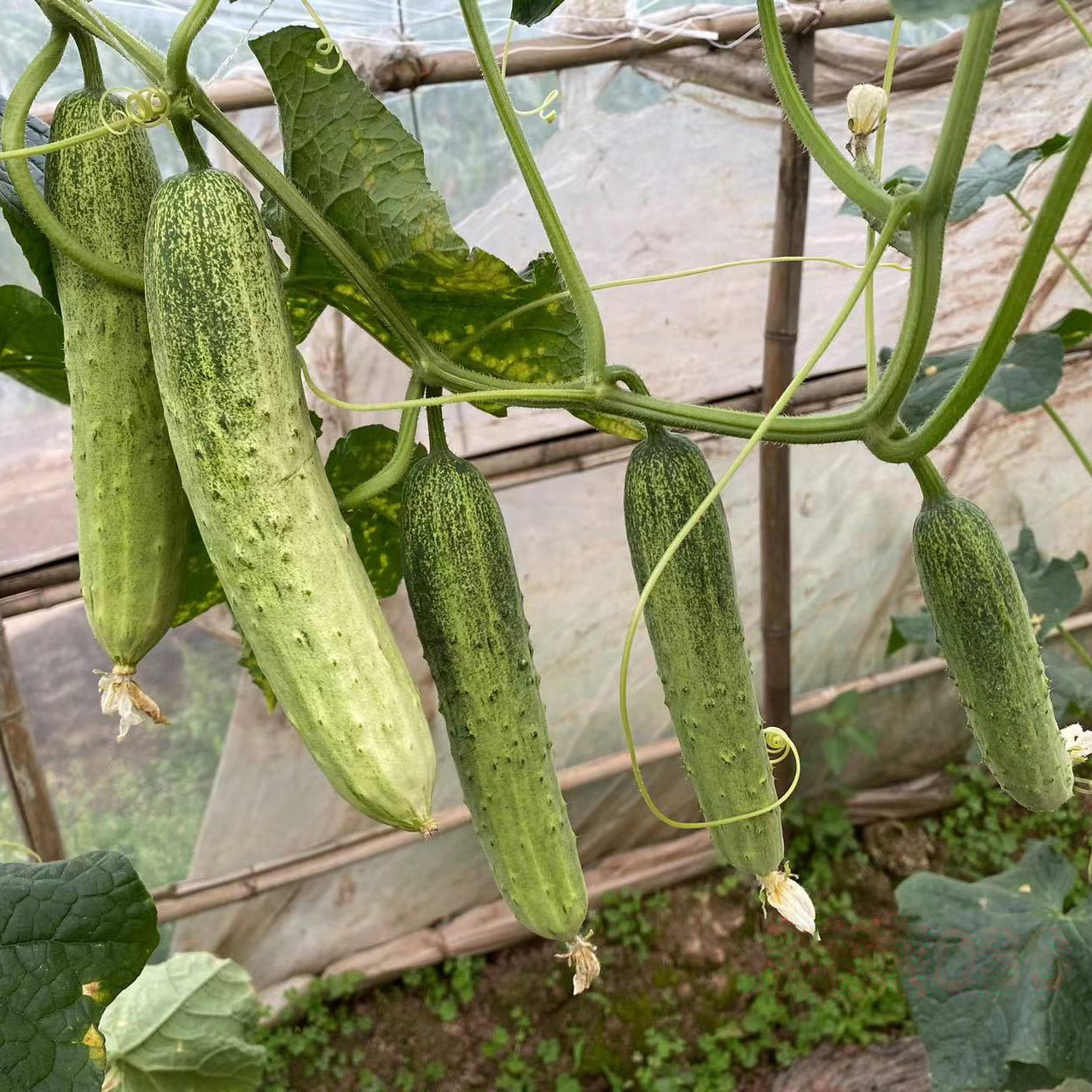 Xinyan036 Cucumber Seed F1 - Image 2