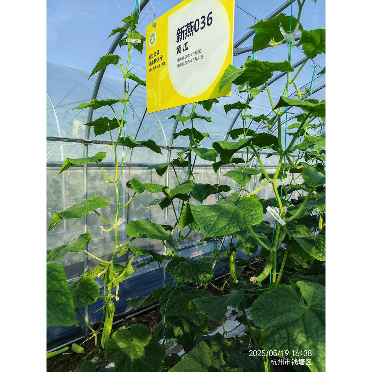 Xinyan036 Cucumber Seed F1 - Image 3